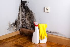 Best Real Estate Mold Inspection in Spencer, IN